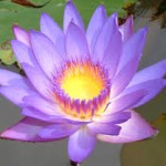 lotus massage